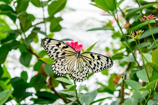 istock Beautiful white butterfly on pink flower 1146769890
