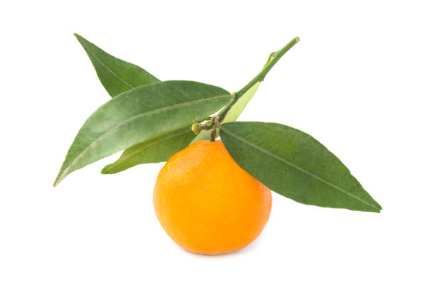 istock Orange mandarin with green leaf 1146770386