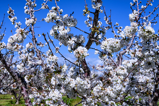 Close-up of cherry blossoms on orchard trees.\n\nTaken in Gilroy California, USA