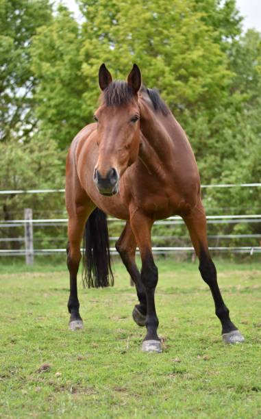 istock Horse ready to gallop 1146770762