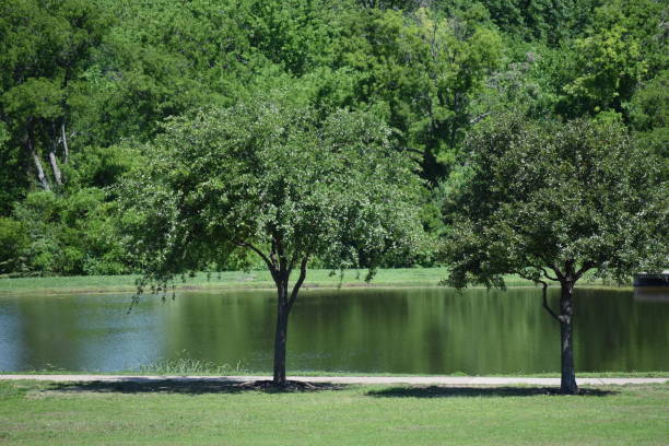 istock Park with Lake in Frisco, Texas 1146771868