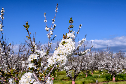 Close-up of cherry blossoms on orchard trees.\n\nTaken in Gilroy California, USA