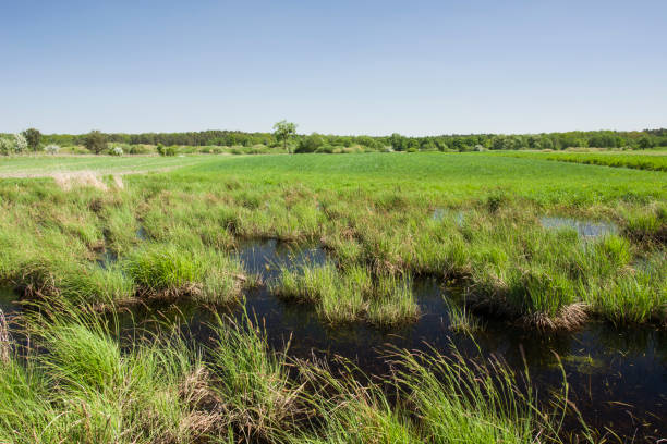 istock Grass clumps in water on marshy meadows, fields and blue sky 1146774459