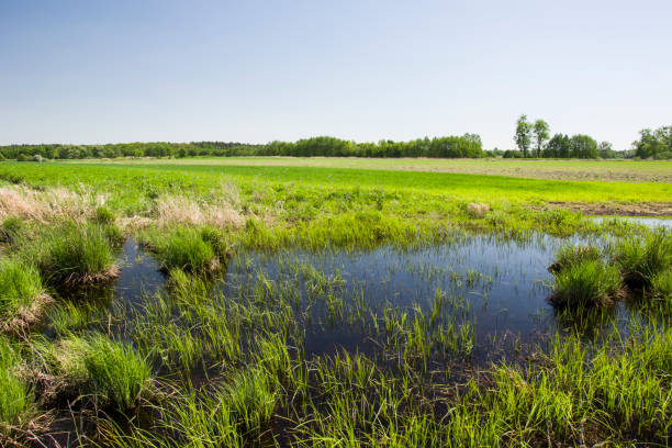 istock Water grasses in marshy meadows, fields and blue sky 1146774468