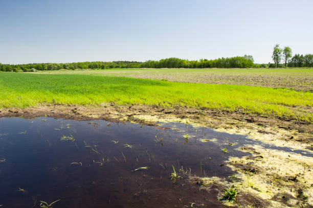 istock Flooded field, forest and blue sky 1146774470