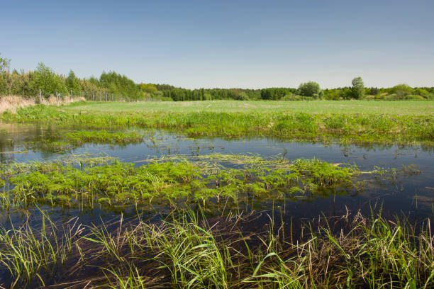 istock Wet meadow, forest and blue sky 1146774493