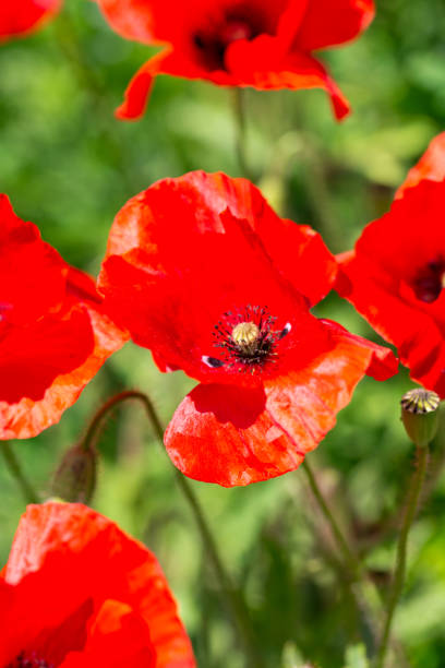 istock red poppy flowers in sun day in grass 1146775595