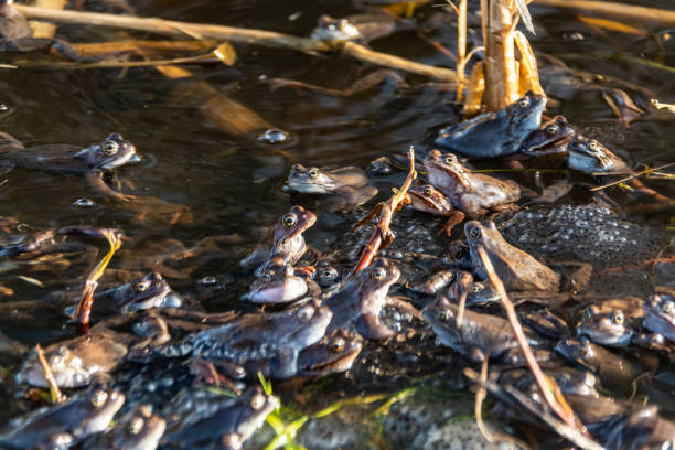 las ranas marrones comunes se reunieron para la temporada de apareamiento - frog batrachian animal head grass fotografías e imágenes de stock