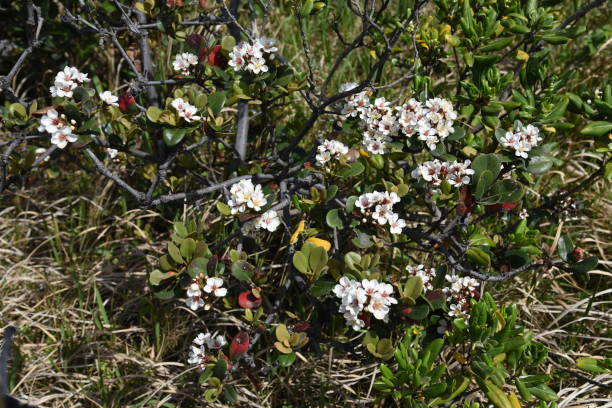 istock Rhaphiolepis umbellata blossoms 1146778766