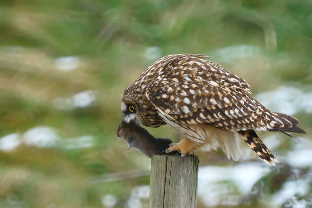 istock short eared owl eat field mouse 1146780423