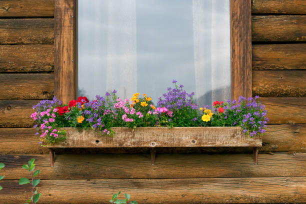 istock Colorful flowers in rustic window box 1146781956