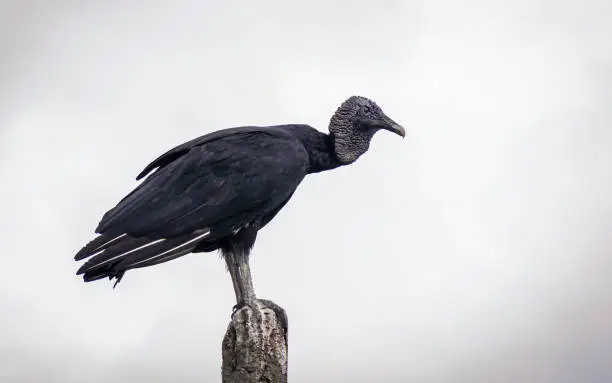 Adult specimen of black vulture (Coragyps atratus) resting standing on a pole