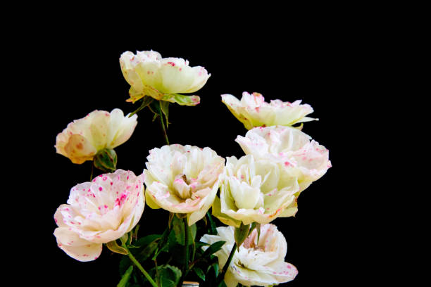 istock Cute roses with red spots on the black background 1146783187