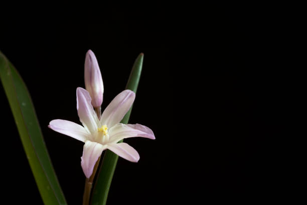 라이트 퍼플 귀여운 꽃에 검은 배경 chionodoxa - chionodoxa 뉴스 사진 이미지