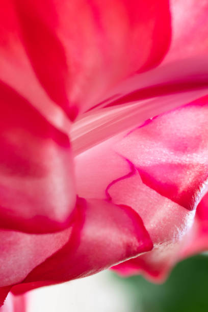 istock Close up of red cactus flower 1146783777