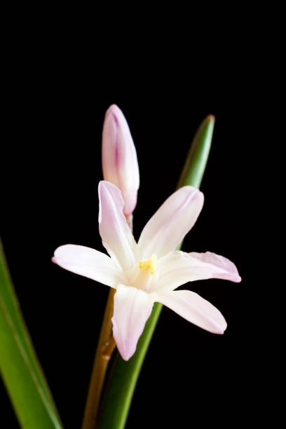 라이트 퍼플 귀여운 꽃에 검은 배경 chionodoxa - chionodoxa 뉴스 사진 이미지