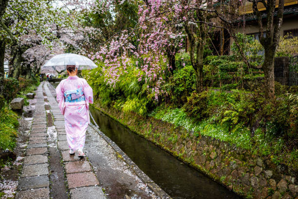 sakura bäume im frühling mit blumen im philosophenweg garten park für fluss und frau in kimono und regenschirmwandern - sakyo stock-fotos und bilder