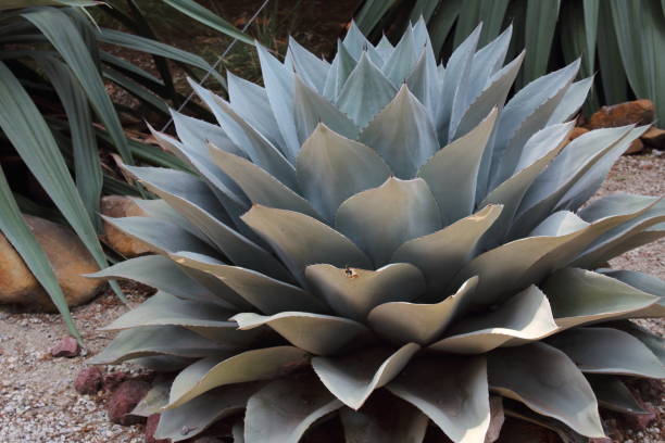 istock Agave flower to make drinks like tequila 1146786570