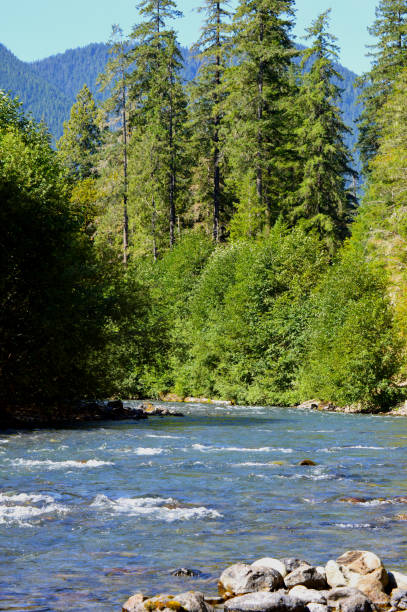 istock View across Dosewallips River, Brinnon, Washington toward the Olympic Mountains 1146787217