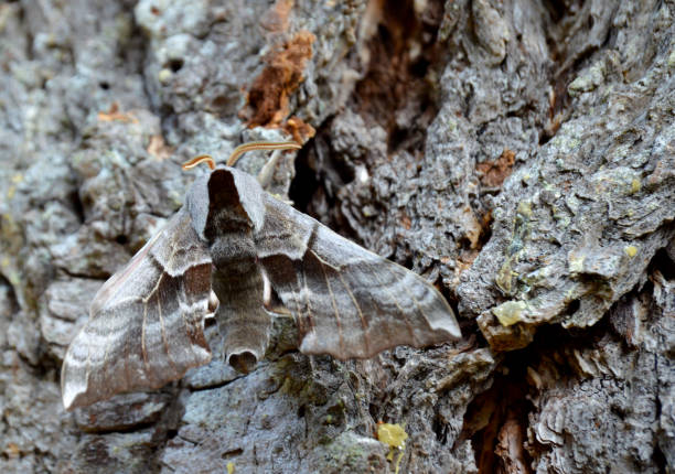 istock Close up of Sphinx Moth on Tree Bark 1146787263