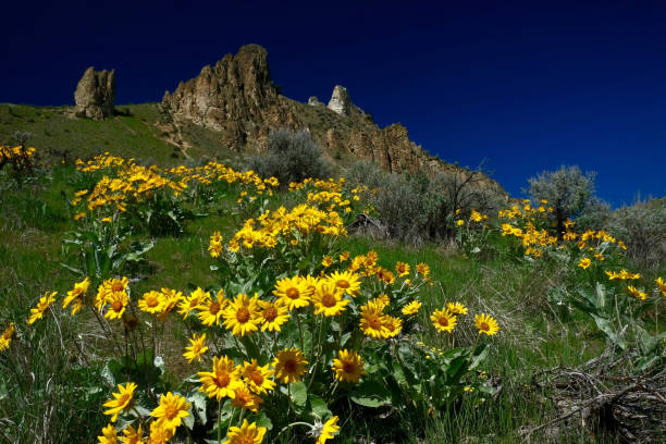 Arnica or balsamroot blossoms. Sun flower in alpine meadows. Arnica on green hill blooming in spring. Saddle Rock  hiking trail near Wenatchee. Washington. United States balsam root stock pictures, royalty-free photos & images
