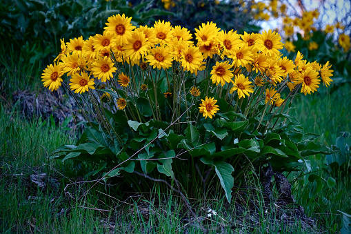 Arnica or Balsamroot flowers in full bloom near Leavenworth. Wasthington. United States