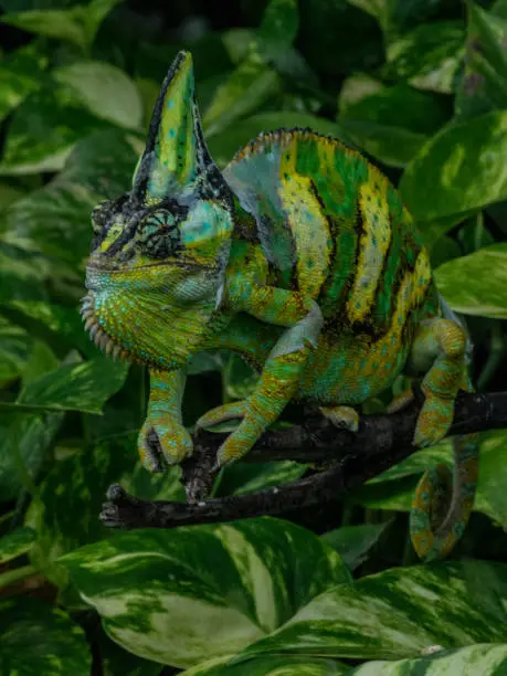 Photo of large chameleon of green and yellow color