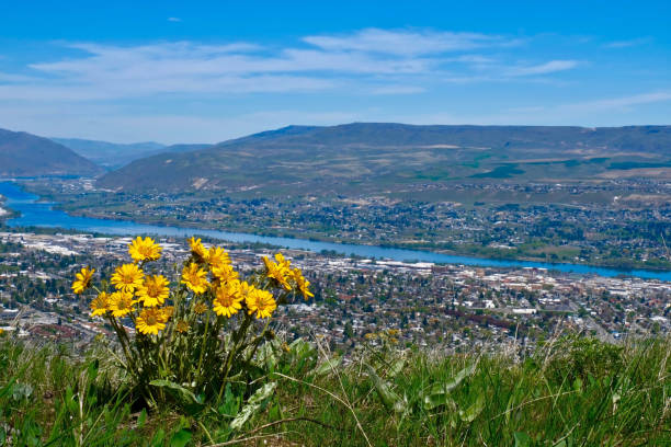 Arnica or Balsamroot blossoms above Columbia River and Wenatchee. Arnica flowers and city view. Balsamroot on hill above the river and city. Wenatchee. Washington. United States of America balsam root stock pictures, royalty-free photos & images