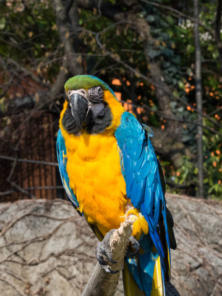 istock yellow and blue parrot on a trunk 1146788451