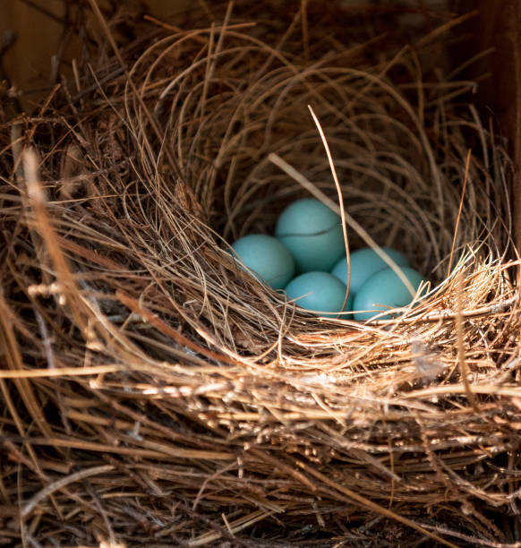 istock Blue eggs of an Eastern bluebird Sialia sialis nest 1146788480