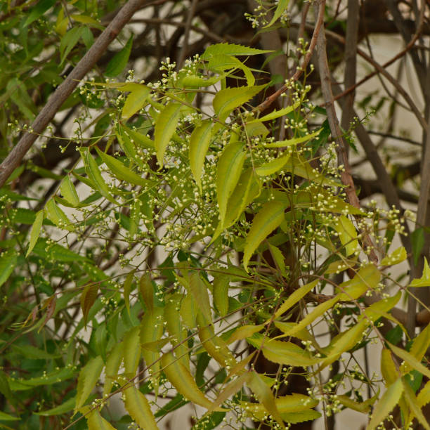 istock Azadirachta indica, commonly known as neem, nimtree or Indian lilac 1146789331