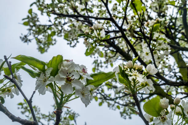 istock Spring flower backgrounds. small white cherry or plum blossom blurred. 1146791123