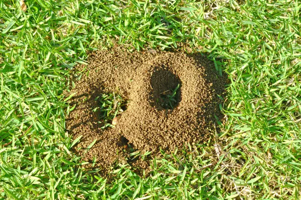 Photo of Ants Building a Nest on a Green Lawn