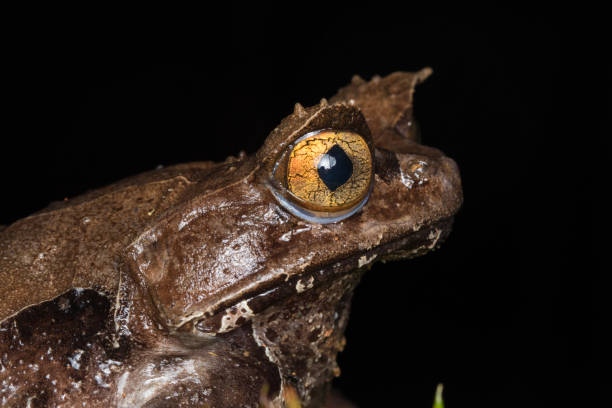istock Macro image of a huge horned frog from Borneo - Megophrys kobayashii 1146793616