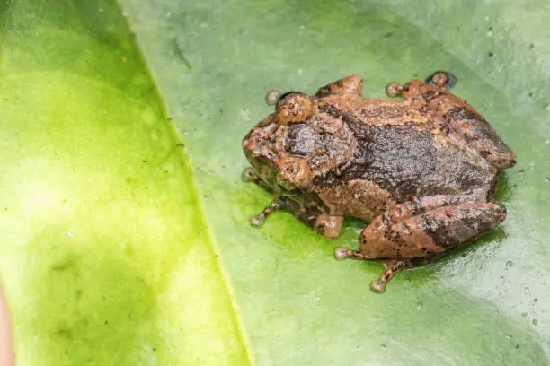 Macro image frog on green leaf in Sabah, Borneo - Philautus Amoenus (Kamboranga Bush frog)