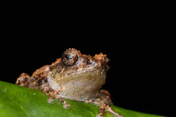 Macro image frog on green leaf in Sabah, Borneo - Philautus Amoenus (Kamboranga Bush frog)