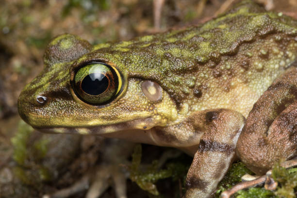 istock Macro Image of Frog at Borneo Island - Torrent Frog 1146793667
