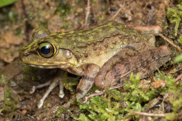 istock Macro Image of Frog at Borneo Island - Torrent Frog 1146793675