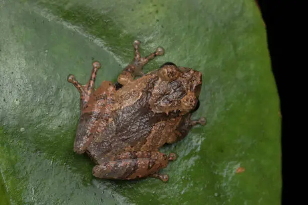 Macro image frog on green leaf in Sabah, Borneo - Philautus Amoenus (Kamboranga Bush frog)