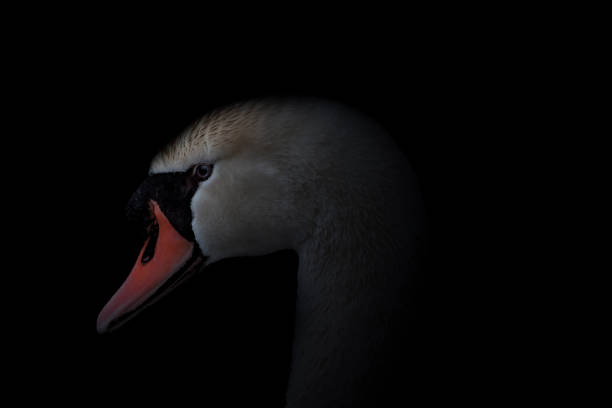 istock Low-Key Swan Portrait 1146793725