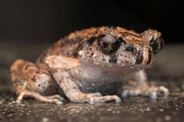 Beautiful nature close-image of  Mountain Slender Litter Frog - Leptolalax sabahmontanus