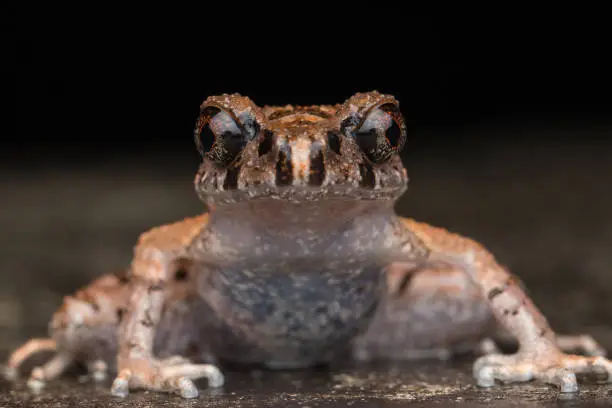 Beautiful nature close-image of  Mountain Slender Litter Frog - Leptolalax sabahmontanus