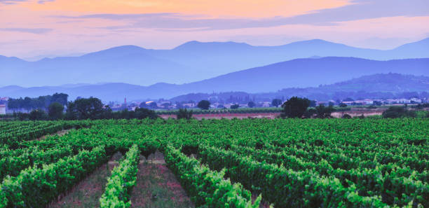 weinberge in südfrankreich languedoc roussillon bei sonnenuntergang - mountain mountain range landscape france stock-fotos und bilder