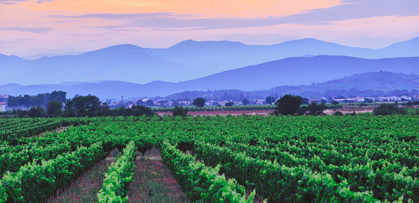 Vineyards in south of France languedoc roussillon