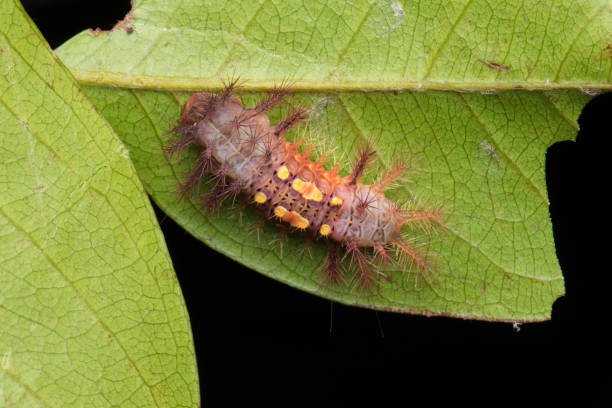 istock beautiful caterpillar on green leaves isolated on black 1146804453
