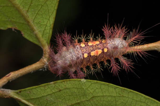 istock beautiful caterpillar on green leaves isolated on black 1146804990