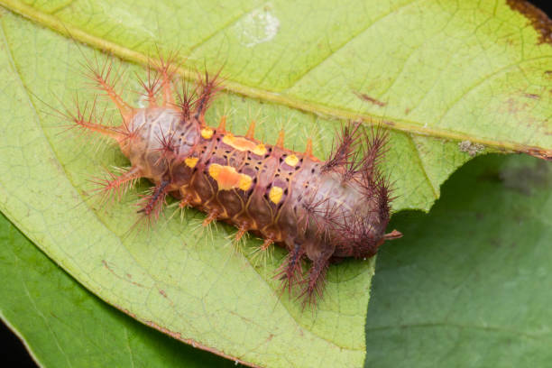 istock beautiful caterpillar on green leaves isolated on black 1146804998