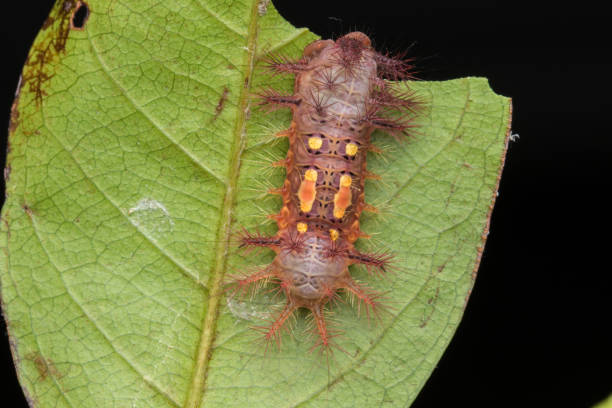 istock beautiful caterpillar on green leaves isolated on black 1146805003