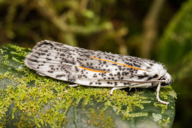 istock Beautiful moth of Sabah, Borneo Island 1146805188