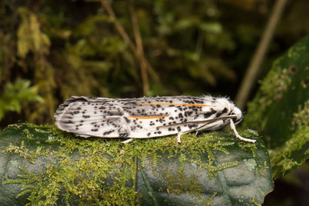 Beautiful moth of Sabah, Borneo Island